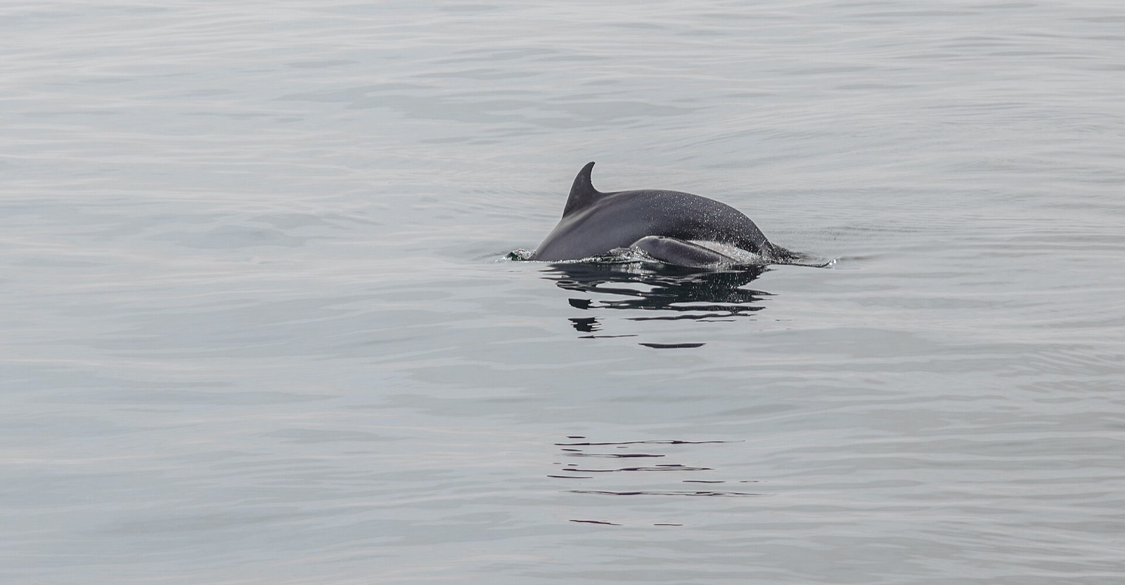 A bottlenose dolphin surfacing in the calm Gulf of Mexico