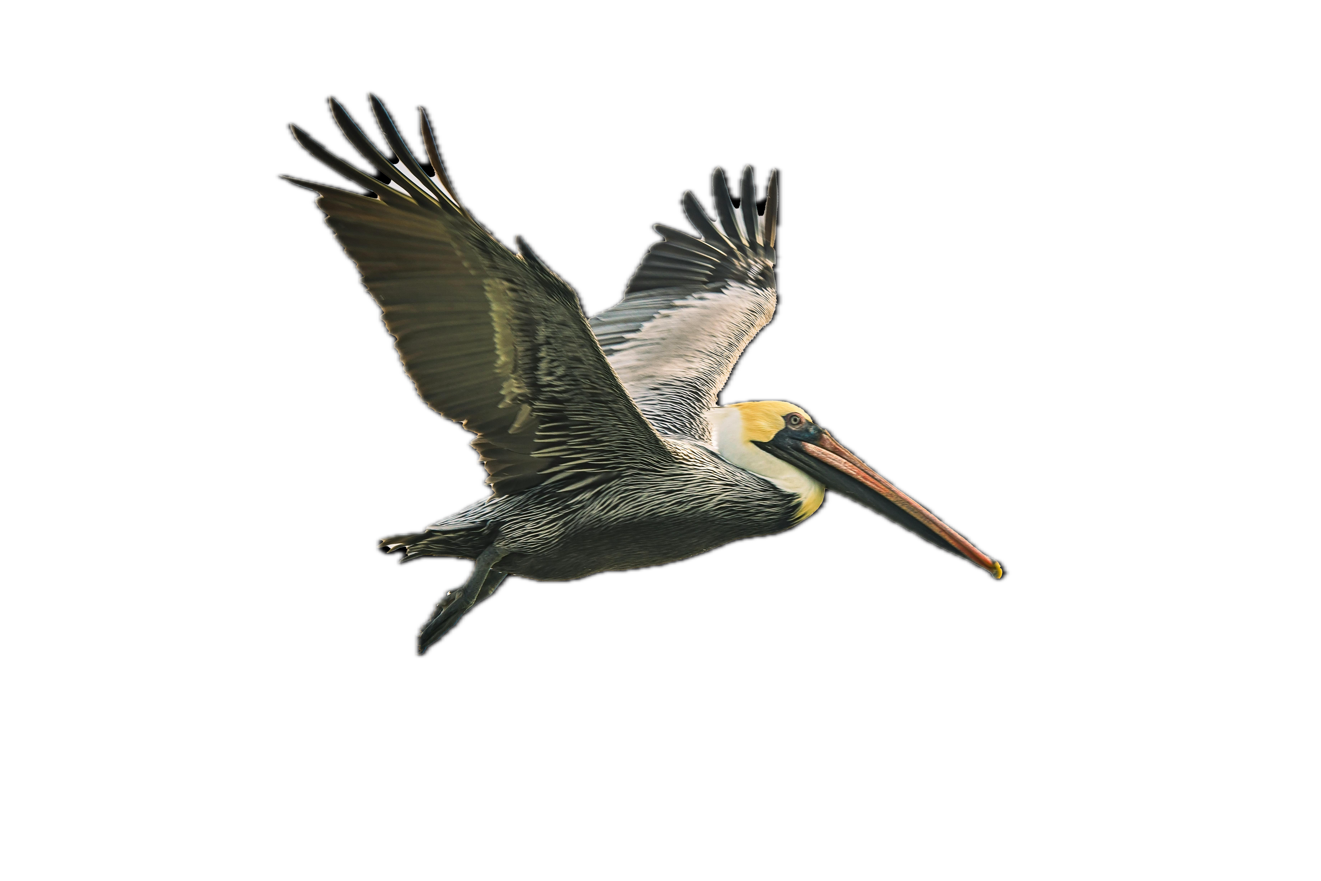 Pelican Background Removed